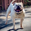 VIP Bulldogs