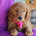 Golden retriever puppies 4 U