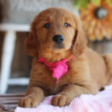 Golden retriever puppies 4 U