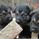 Foxiepups