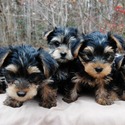 Foxiepups