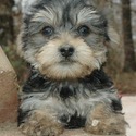 Foxiepups