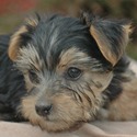 Foxiepups