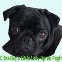 Bradley's Pugs