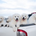 2J 2K Maremma Sheepdogs