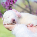 2J 2K Maremma Sheepdogs