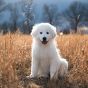 2J 2K Maremma Sheepdogs