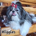 Glory Ridge Shih-Tzu