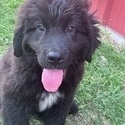 Wolf Creek Newfoundlands