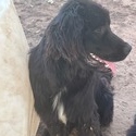 Wolf Creek Newfoundlands