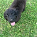 Wolf Creek Newfoundlands
