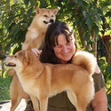 Shiba Inu Haven