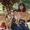 Shiba Inu Peak Haven