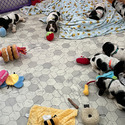 Basset Hound Haven