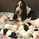 Basset Hound Haven