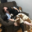 Basset Hound Haven