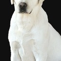 Johnson's Labrador Retrievers
