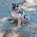 Purebred French Bulldogs