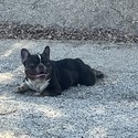 Purebred French Bulldogs