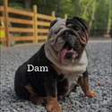 MH English Bulldogs