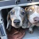 TopDog Dachshunds