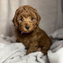 Elite Family Poodle