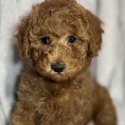 Elite Family Poodle