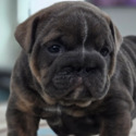 Hellfire Bulldogs