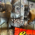 Jas Leverette - Cali K9