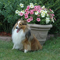 Velvet Mists Shetland Sheepdogs