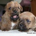 Norfolk Terrier's Caliber Kennel