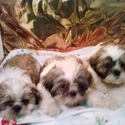 Shih Tzu pups