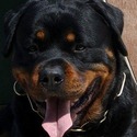 Von Legendehaus Rottweilers