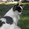 Sierrakruize Reg'd Kennel
