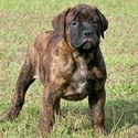 Sunshine Bullmastiffs