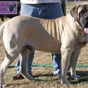 Lil Foot Mastiffs