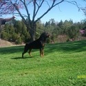 Von Simmons Rottweilers