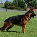 Von Mathausen German Shepherds