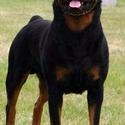 Braxenburg Rottweilers