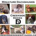 Creekside Doxies