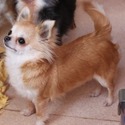 AKC Texas Diva Chihuahuas