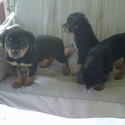 Rotts