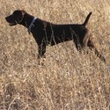 Martin Gundogs