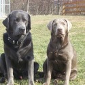 Chrome Kennels