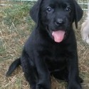 Country Meadow Labradors