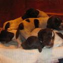 Newmanstown German Shorthair
