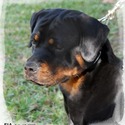 Vom Traumhaft Rottweilers