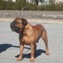 Optimum Bullmastiff