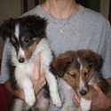 Erica's Shelties 