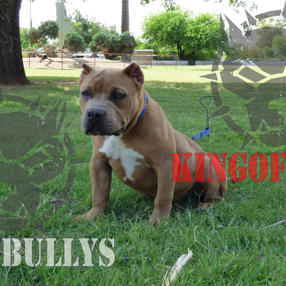 Can American Bullys Breed Naturally Can American Bullys Breed Naturally